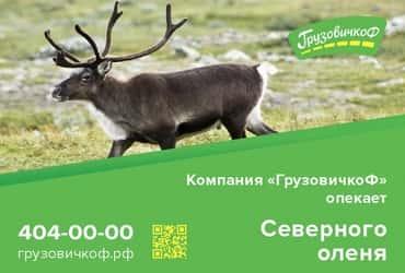 Компания «Грузовичкоф» будет «опекать» северного оленя, тукана и якутского быка из Ленинградского зоопарка